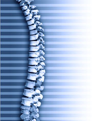 Spine